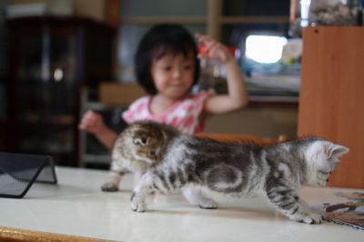 American short hair kittens