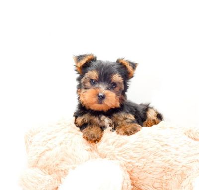 teacup male and female yorkies puppies for adoption