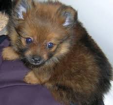 Pomeranian Puppies For Free Adoption