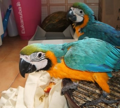 FREE ADORABLE MACAW COUPLE FOR RE-HOMING