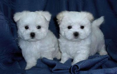 Cute Maltese Puppies For Kids.