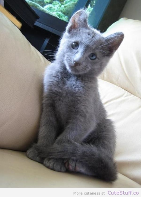 Russian Blue - Iolie - Small - Young - Female - Cat