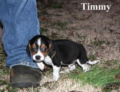 BEAGLE PUREBRED FOR ADOPTION