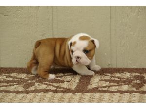 baby boy bulldog