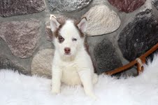 AKC h.u.s.k.y puppies available  