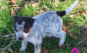Australian Cattle puppies  for adoption