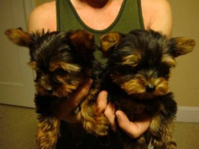 yorkie puppies for free adoption..