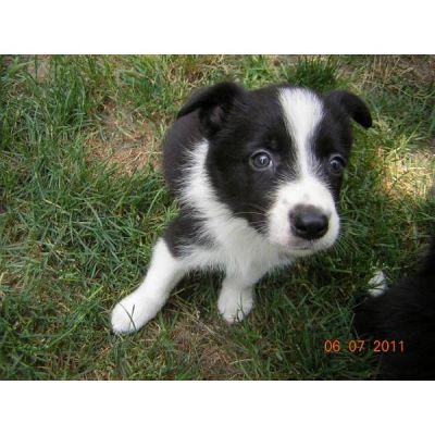 Border Collis pup for sale