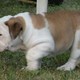 HOME TRAINED ENGLISH BULLDOG PUPPIES FOR FREE ADOPTION