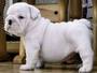 lovely english bulldog for adoption