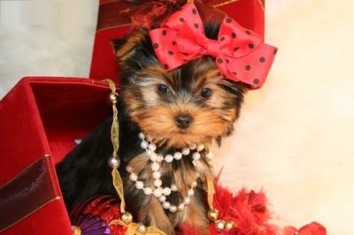 teacup yorkie puppies