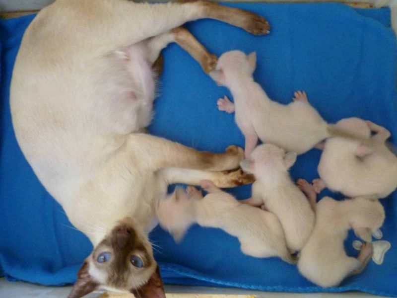 Siamese Kittens For Sale