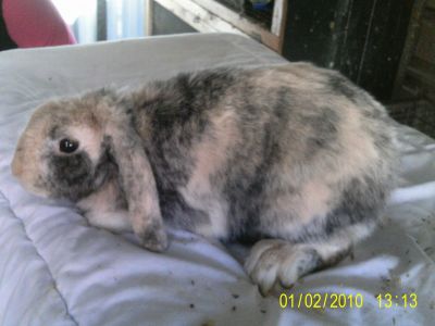 Harlequin Lops For Sale
