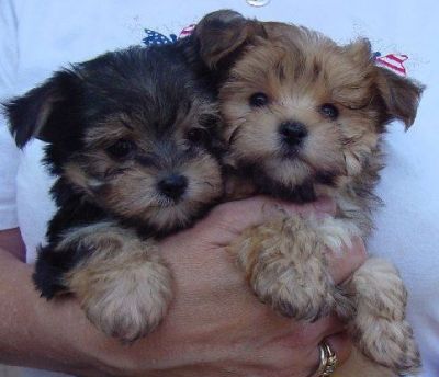  adorable teacup yorkie puppies for free adoption
