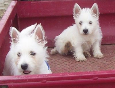 Cute snow white West highland terrier puppies for adoption