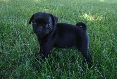 pug puppies for sale
