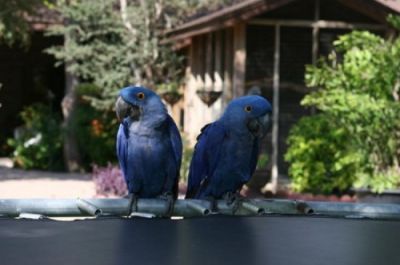 Cute Hyacinth Macaw Parrots for sale