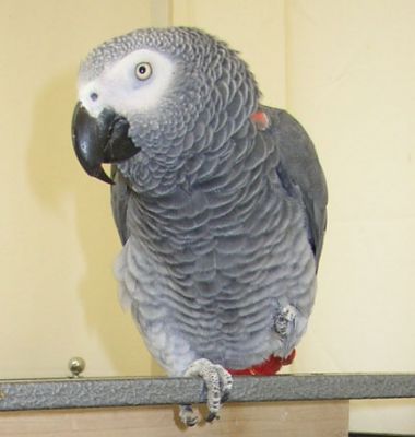 Well trained and lovely African Gray parrots ready for free adoption