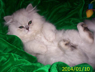 Persian Chinchilla kittens for sale