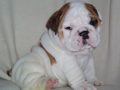 Gorgeous English Bulldog Pups 