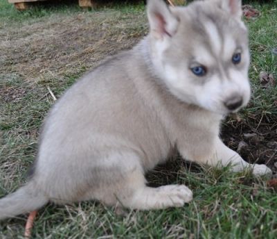 X Mass Siberian Husky Puppies For Adoption today