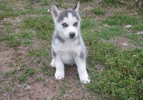 CKC Husky Puppies !! Gorgeous Blue Eyes !! 