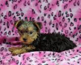 adorable teacup yorkie puppy for adoption