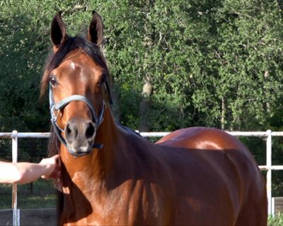 Six year old Burnish bay Arabian mare for a new rider.
