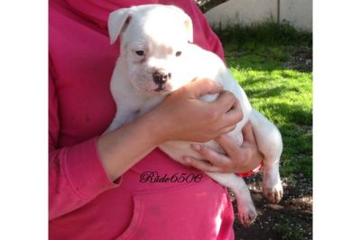 Cute English Bull dog puppies for adoption