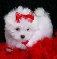 Maltese Puppies For Adoption