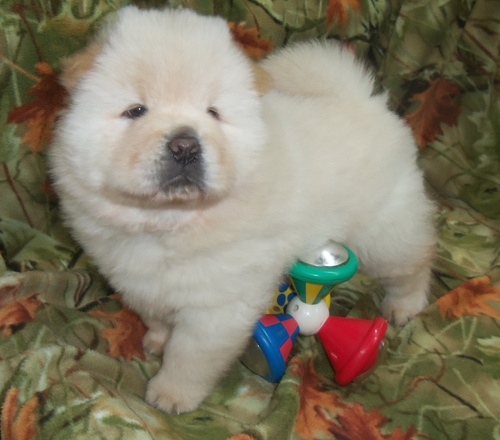 Chow Chows Puppies 