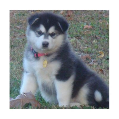 fantastic Alaskan malamutes rehoming