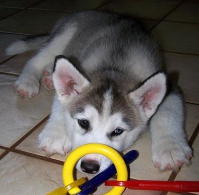 Siberian Husky puppies for free adoption