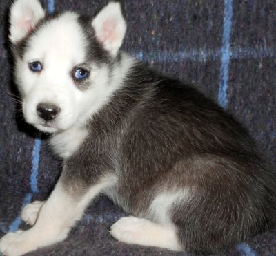 intelligent siberian husky puppies for XMAS 
