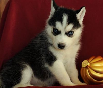 clean siberian husky puppies for sale