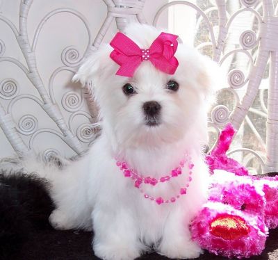 cute and adorable home trained Maltese puppies.