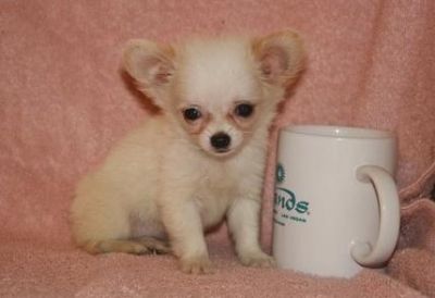  cute and adorable chihuahua pupies for good homes.