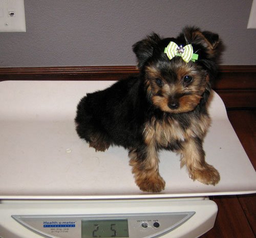 Affectionate Yorkie Puppies Available 