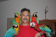 Grey macaw parrots for re-homing