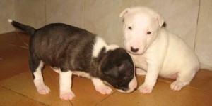 Joyful bull terreir puppies for sale now