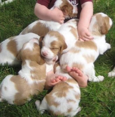 Playful Little Friendly Male and Female Brittany Puppies for Sale