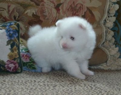 AKC registered Pomeranian puppies