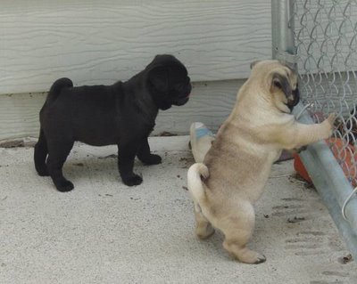 Male and Female Pug Puppies Available For Adoption