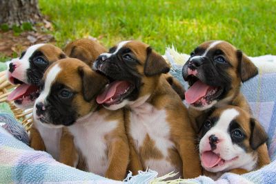 Boxer puppies