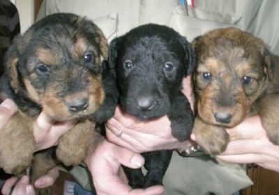 Airedale terrier puppies