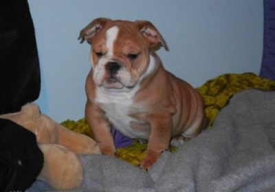 English Bulldog puppies for Sale