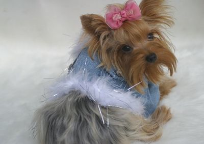 Yorkshire Terrier
