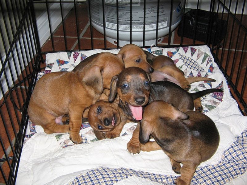 Cute Xmas Dachshund Puppies Available For Sale