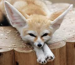 Fennec fox for sale