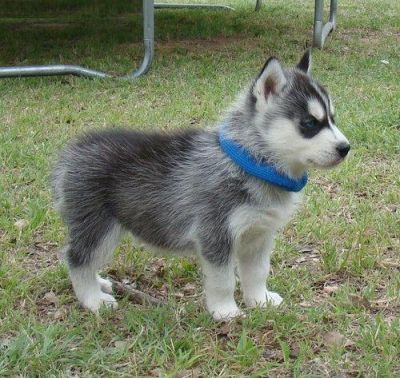 Friendly and healthy Siberian husky puppy